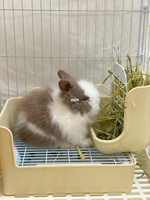 道奇毛毛兔_猫咪_奶茶_道奇猫猫兔_宠物_宠物其他