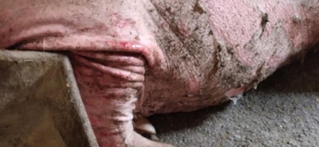 用药情况: 无      初步诊断方案:考虑是寄生虫和细菌双重作用导致