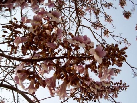 窗外的梧桐树 - abc2004210.popo - 我的博客