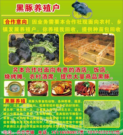 黑豚养殖户广告宣传单图片