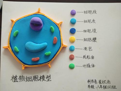 肥东三中梁园路校区举办"生物模型制作"大赛