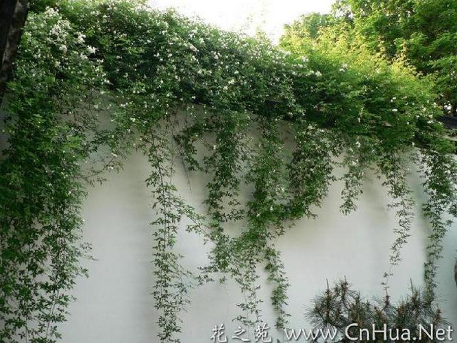 木质藤本类植物赏析ppt