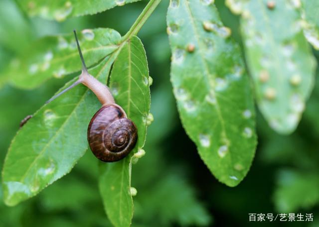 大自然的故事|小蜗牛的梦想
