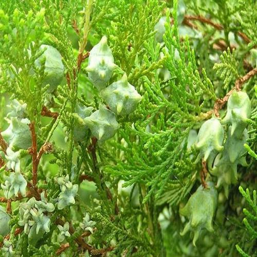 侧柏种子 柏树种子 柏树籽 新产柏树种子