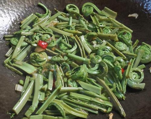 地道的北方山野菜,常被误认成蕨菜,却被称为"广东菜"