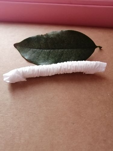 《课不停学》汝南县第二幼儿园大班科学《复活的毛毛虫》