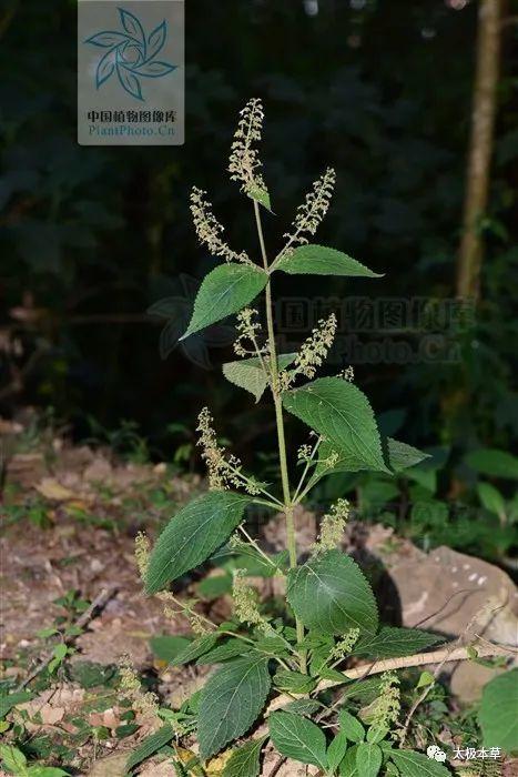 溪黄草,见过吗?清热利湿.用于急性黄疸型肝炎,急性胆囊炎,肠炎