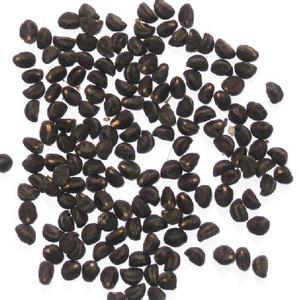 牵牛花的种子,种子卵状三棱形,长约6毫米,黑褐色或米黄色,被褐色短