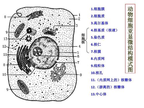 动植物细胞亚显微结构模式图ppt