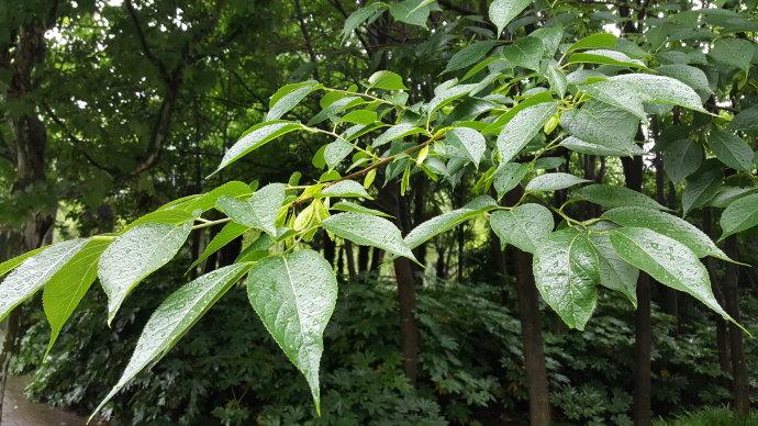 (2016-05-28 10:59:29) 转载 ▼ 标签: 杜仲 分类:植物 分享: 喜欢 0