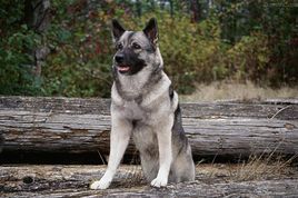 挪威猎糜犬