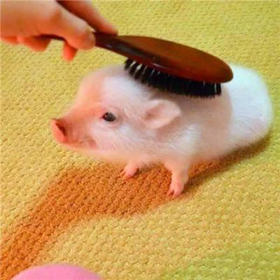 真实可爱猪头像高清图片 微信真实猪头头像大全