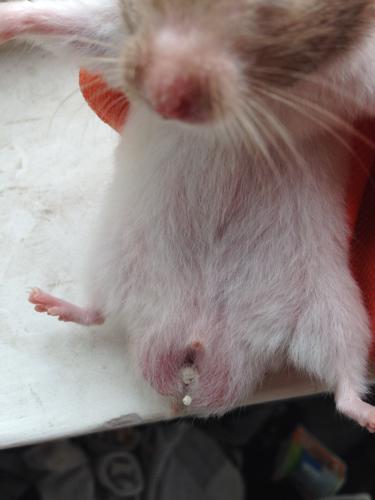 我养的仓鼠,屁股这边怎么这样了啊?正常吗?还是要马上送医院?