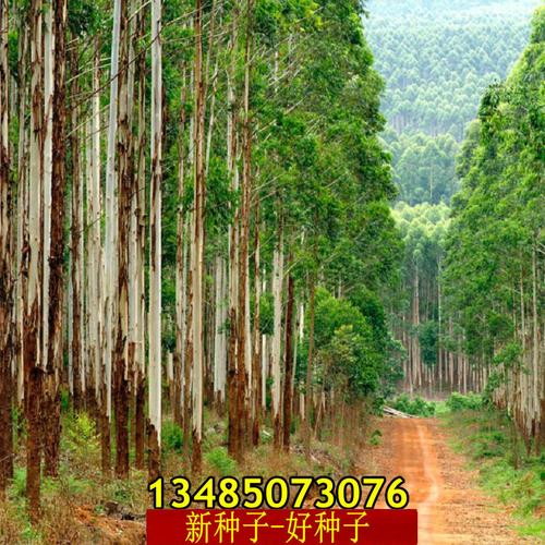 26号桉树种子尾叶巨桉蓝桉杏仁桉澳大利亚大小叶桉速生桉树韦赤桉