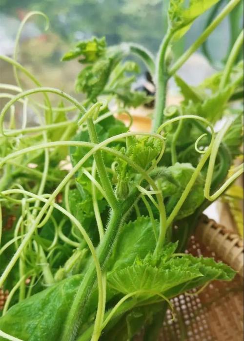 南瓜藤?是的,就是南瓜的藤叶