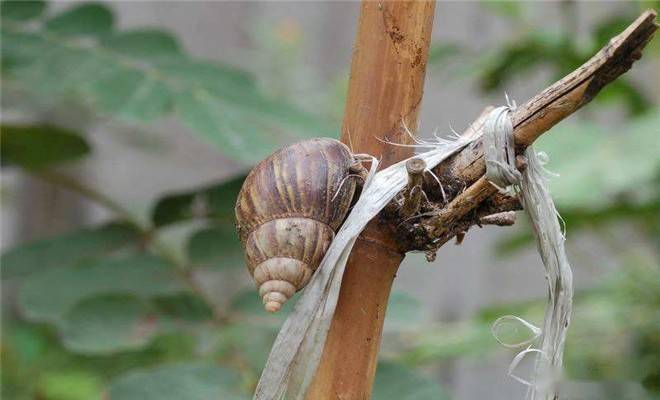 雨后满地爬的蜗牛,千万别让孩子碰?医生:你不知道它有多危险
