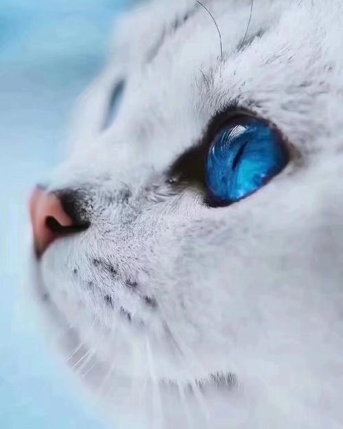 awsl单身久了看一直猫咪都眉清目秀的