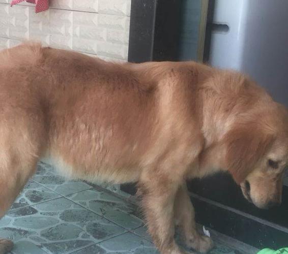 供求 出售 性别 母                       6个月的金毛犬,自家养的