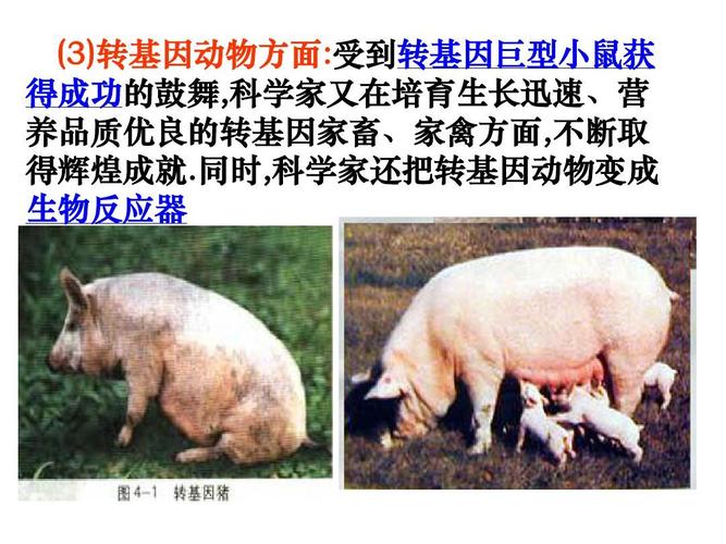 同时,科学家还把转基因动物变成 生物反应器