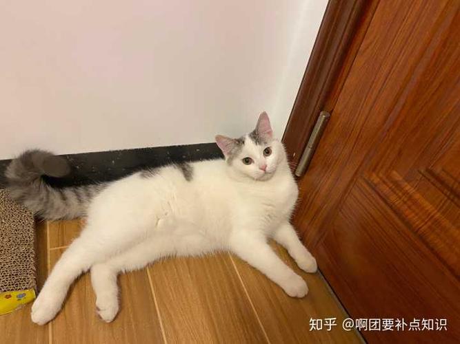 布偶跟美短生出来的孩子张什么样子?