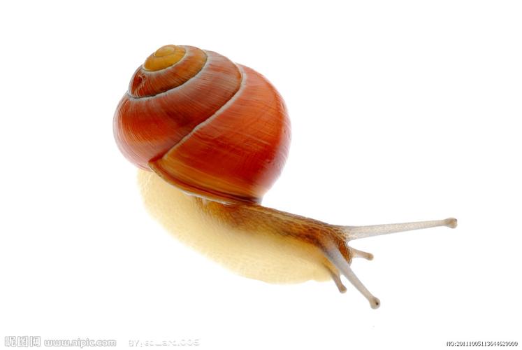 可爱小蜗牛图片