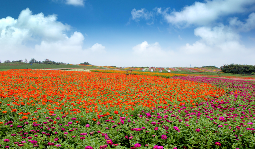 句容伏热花海庄园,国家3a 级景区,位于江苏句容白兔镇.