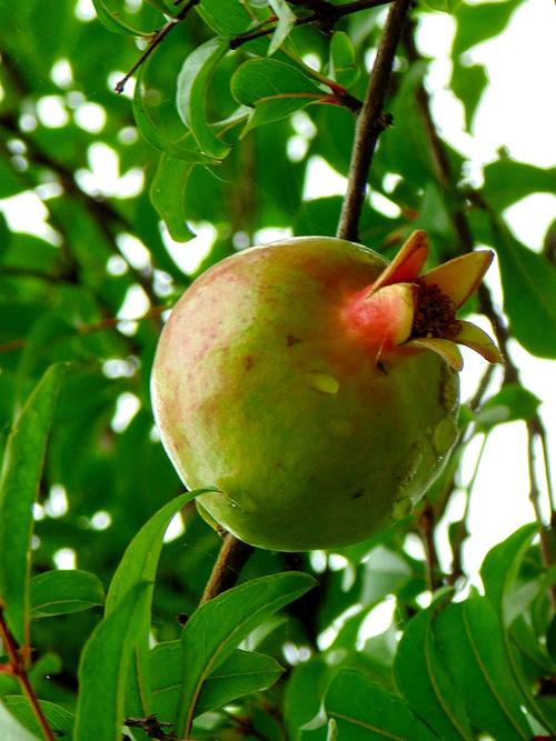 标题:挂果的石榴树