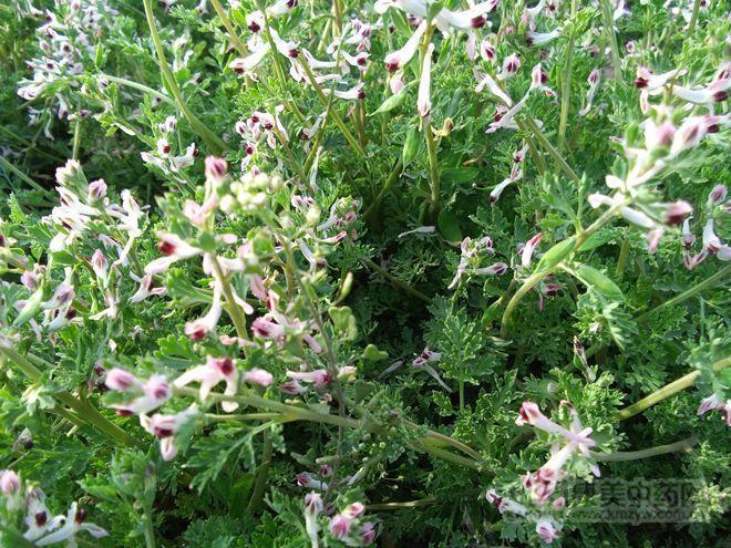 长势较好的苦地丁地块.