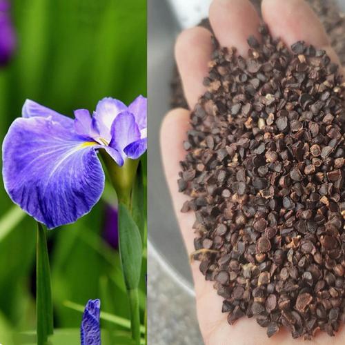 出售多年生鸢尾种子 黄菖蒲 蓝花鸢尾 德国红花鸢尾等