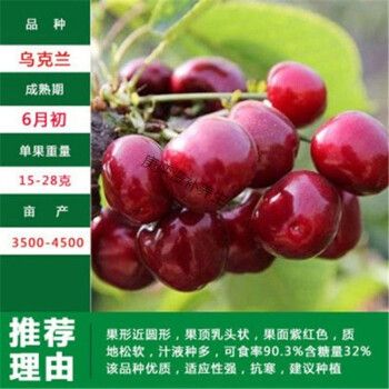 伟博正宗嫁接车厘子樱桃苗大棚俄八樱桃树苗地栽南北果园种植当年结果