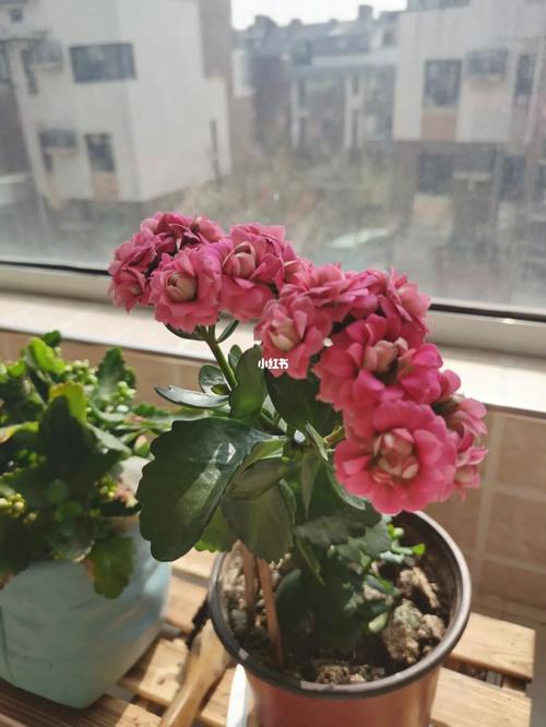 这个长寿花是什么品种,好漂亮_长寿花_家居家装_家居装饰_花艺