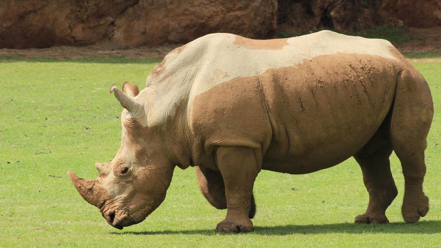 体格庞大的犀牛图片-动物壁纸-高清动物图片-第4图