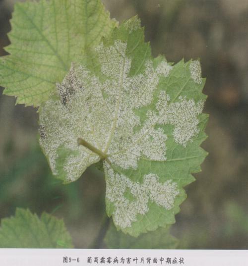 葡萄霜霉病怎么预防葡萄霜霉病用什么药多少钱一瓶