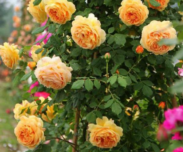 十大勤花藤本月季,真是爱花人的福利,栽满院子好治愈