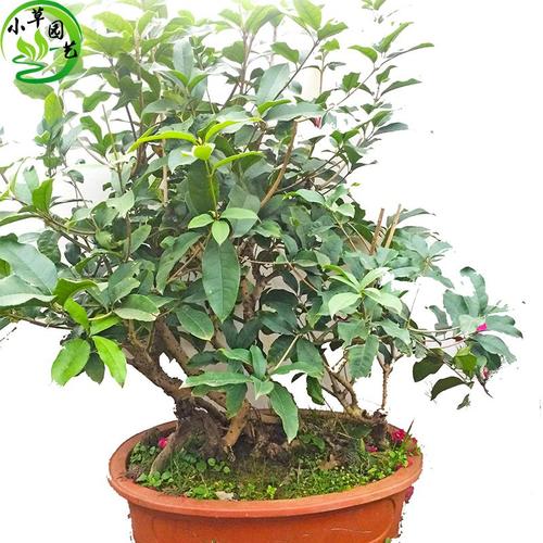 沭阳盆景古桩桂花造型老桩金桂芳香花卉耐寒长青好养精品实拍