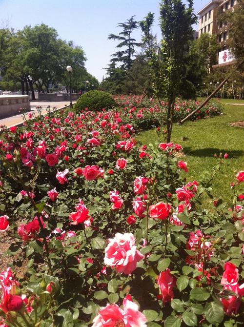 处处有林荫大道