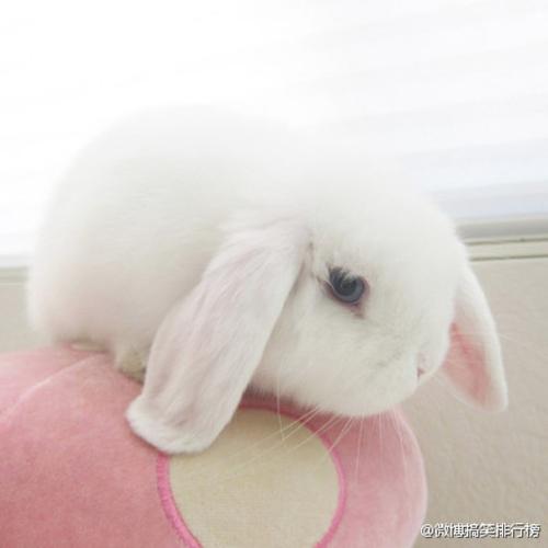 蓝眼睛好漂亮 (转)