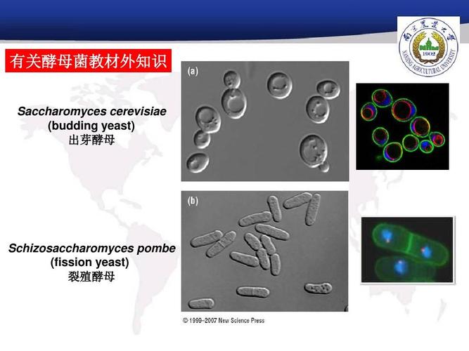 实验五 真菌形态观察和微生物菌落形态比较ppt