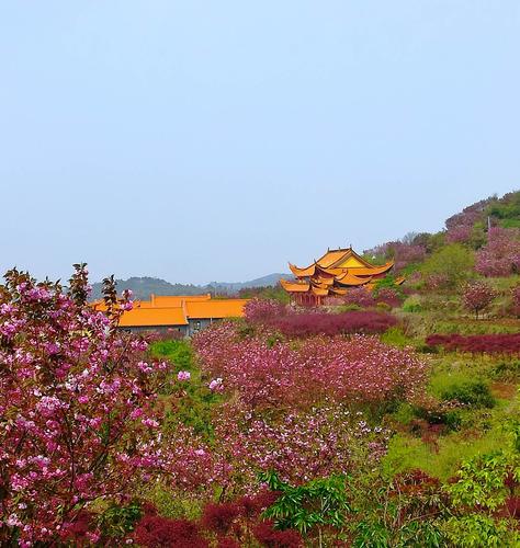 上马岗樱花季