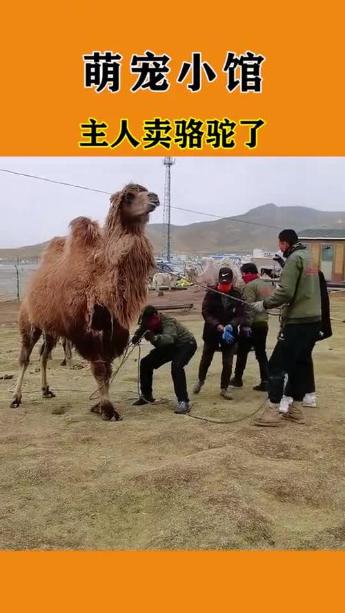 主人卖了骆驼骆驼发出绝望的叫声