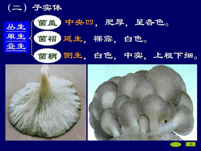免费文档 所有分类 高等教育 农学 平菇栽培技术ppt  (二)子实体 丛生