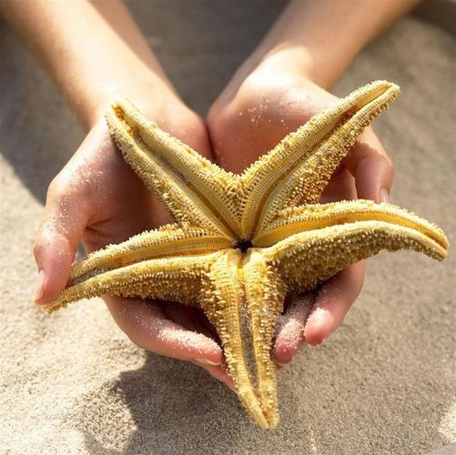 海星