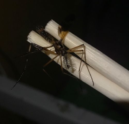 请问这是什么虫 类似大蚊子 会飞 有翅膀 背部有花纹