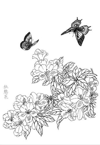 各种花卉白描画法,适合初学者临摹学习,简单易学