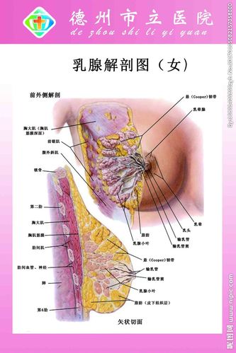 乳腺解剖图图片