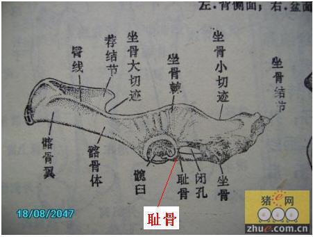 母猪的生理解剖图