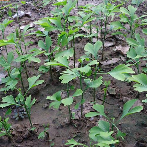 批发银杏小苗 银杏树苗 嫁接银杏树 白果树苗 银杏树价格