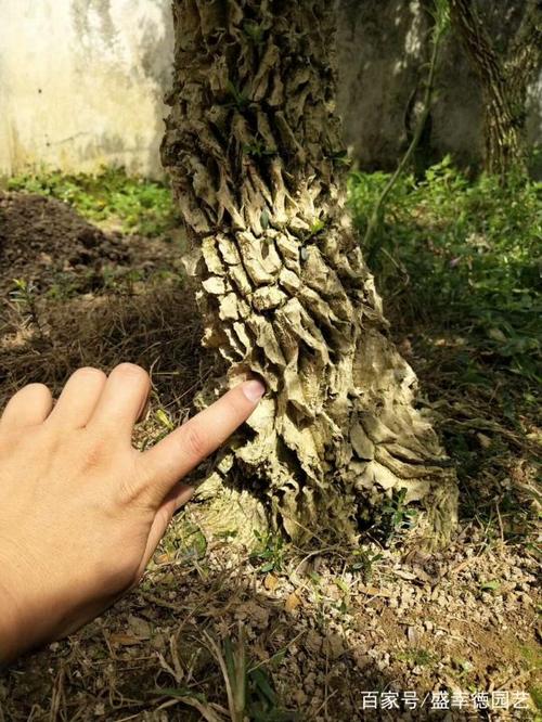 龙鳞黄杨,收藏级品种,带你看过瘾