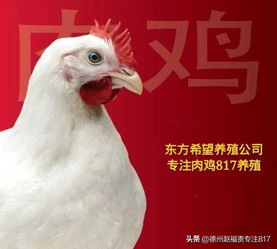817肉杂毛鸡行情(棚前价格)5月2日