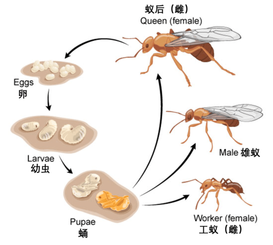 大车的轮毂为什么总是前凸后凹?| 趣问万物